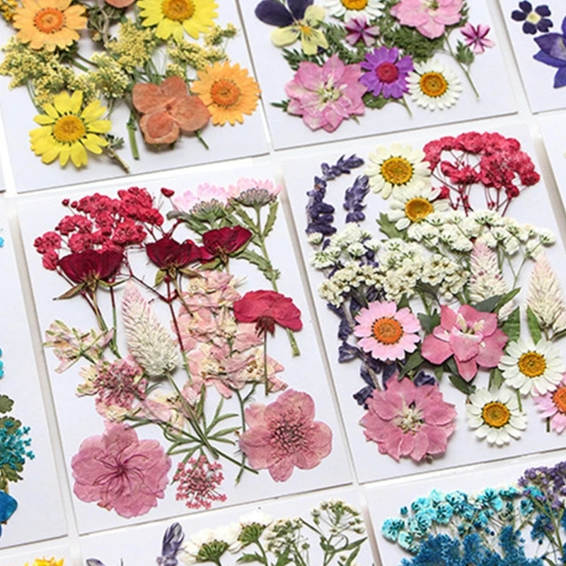 16/18/19/22Pcs Natural Pressed Dried Flower For Epoxy Resin Natural Dry Flowers
