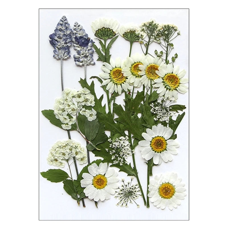 16/18/19/22Pcs Natural Pressed Dried Flower For Epoxy Resin Natural Dry Flowers